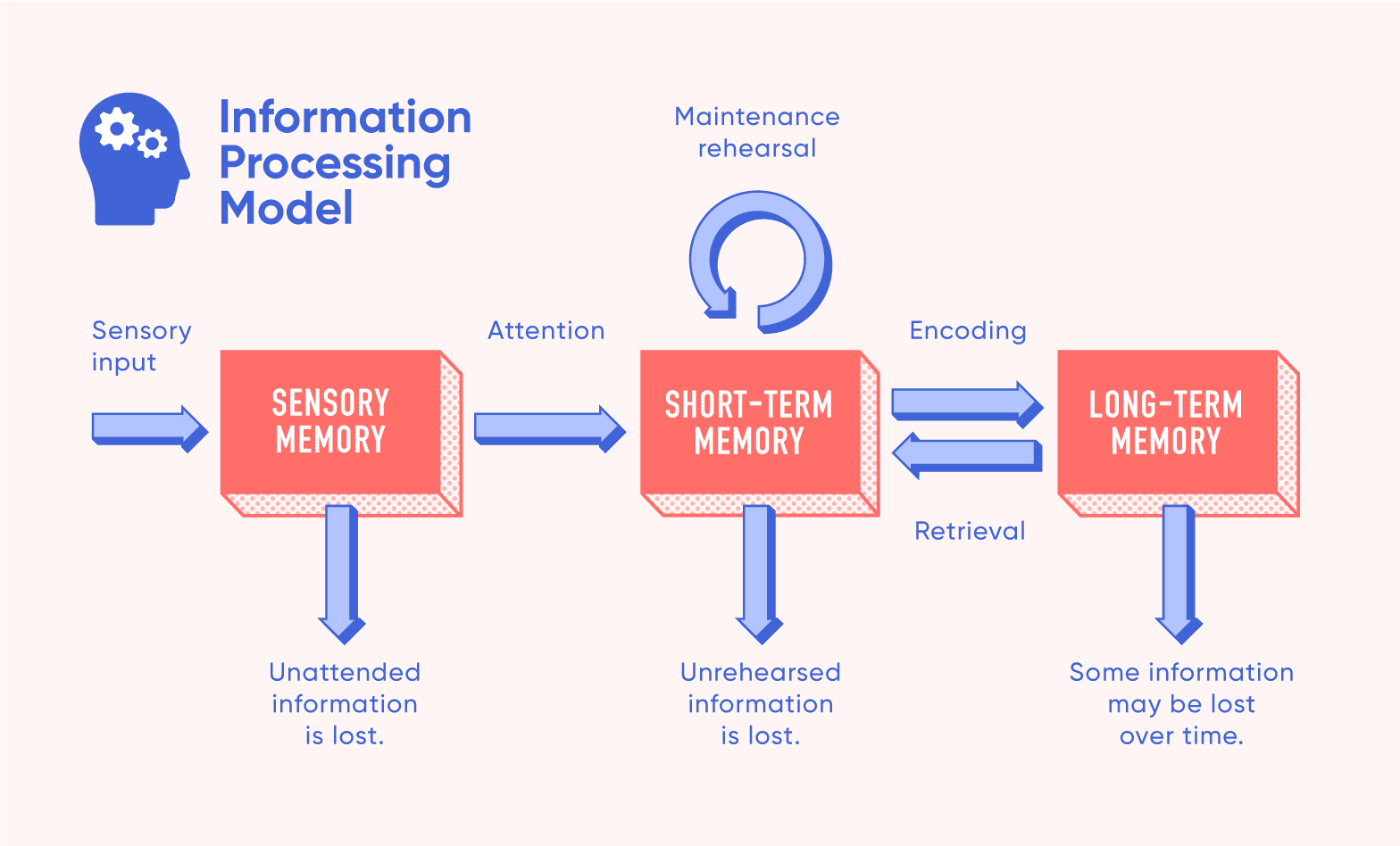 Information process model with reference to cognitive development new arrivals